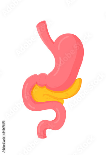 Vector illustration of an isolated object. Stomach and its detailed structure, organ view from the front.