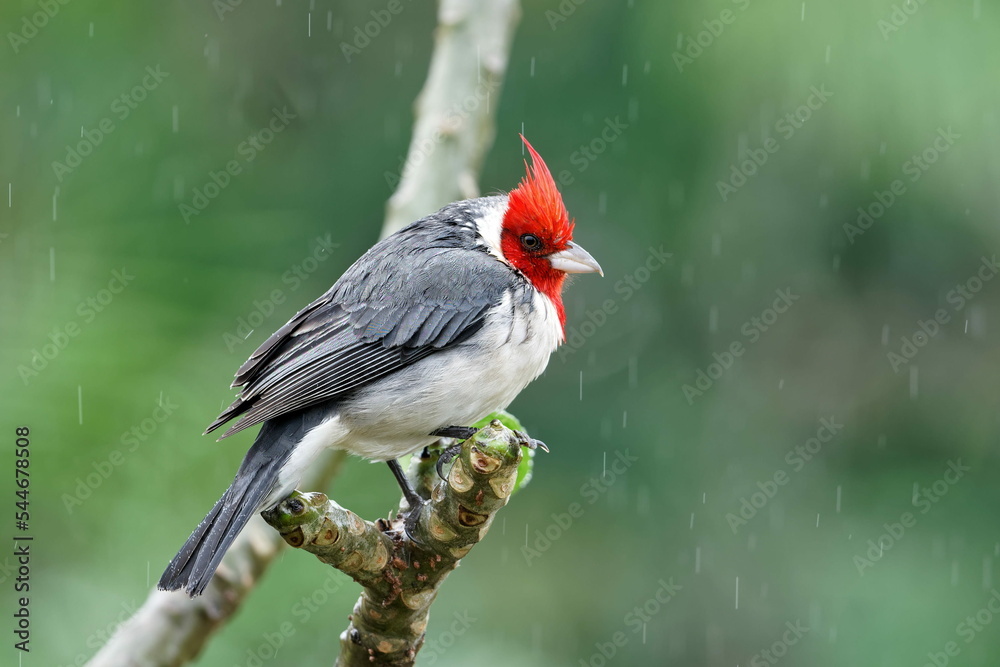 Red-crested cardinal bird sit on a branch in tropical rainforest Red-crested cardinal bird sit on a branch in tropical rainforest