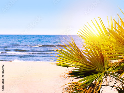 Fototapeta Naklejka Na Ścianę i Meble -  Green leaves of Palm tree in a spanish beach