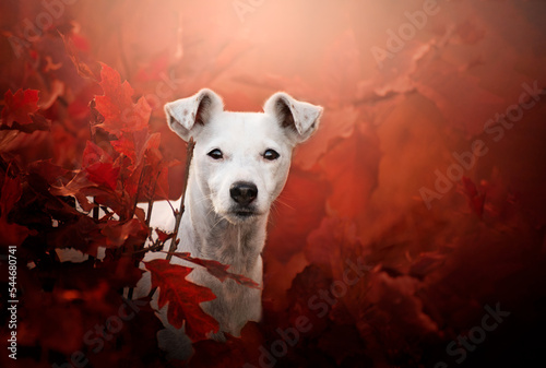 Jack Russell portrait in red autumn color. Female Jack Russell.