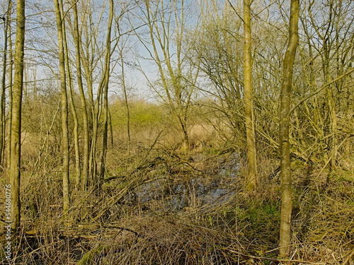 Sunny bare trees and shrubs under a blue sky  in the Flemish countryside photo