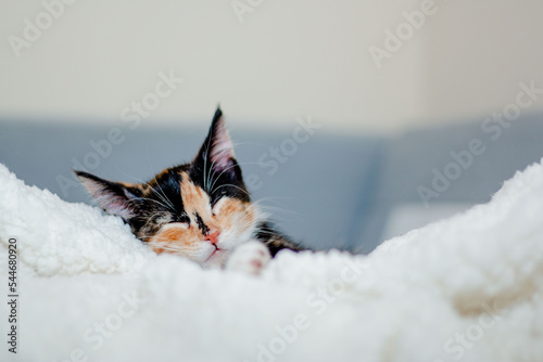 Obraz na plátně Calico Resting on Soft Blanket