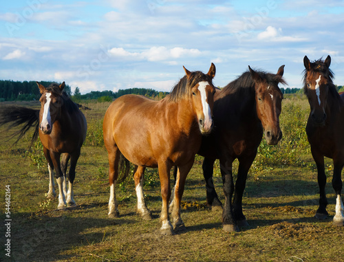 Herd of horses in summer pasture. several horses standing in a front. Horses at sunset.