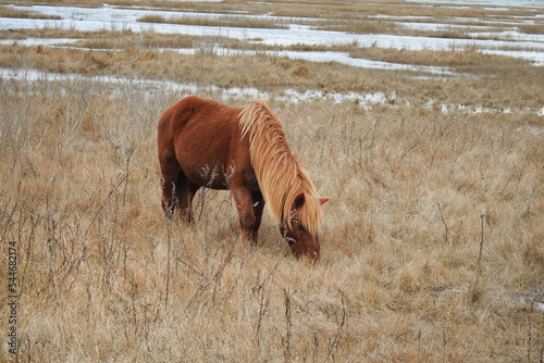 Murais de parede Wild horse feeding on the grasses that grow on Assateague Island, during the winter season, Worcester County, Maryland