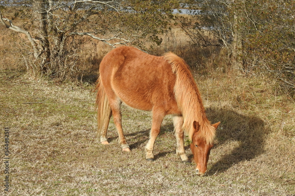 Wild horse feeding on the grasses that grow on Assateague Island, during the winter season, Worcester County, Maryland. Wild horse feeding on the grasses that grow on Assateague Island, during the winter season, Worcester County, Maryland.