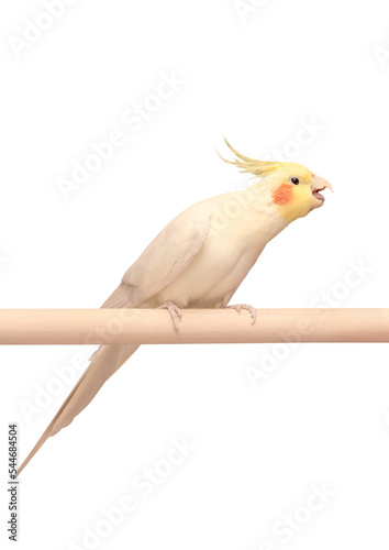 Photos Pet parrot cockatiel with a yellow crest and red cheeks opened his beak and stretches his tongue to take something in his mouth isolated on a white background
