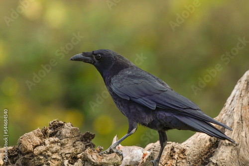 closeup of a carrion crow photo