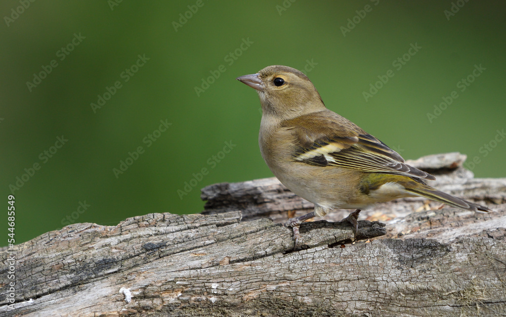 Close-up of a female chaffinch perched on a branch Close-up of a female chaffinch perched on a branch
