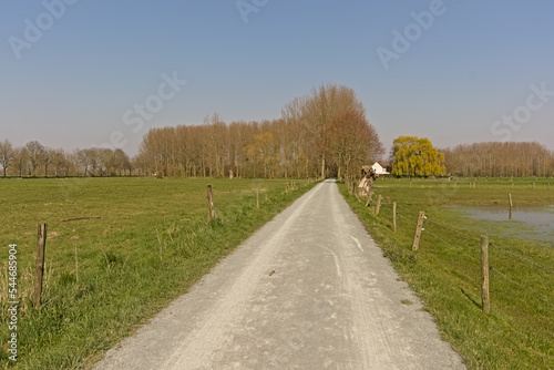 Fototapeta Dirt road in a sunny winter landscape with bare trees in a meadow in the flemish