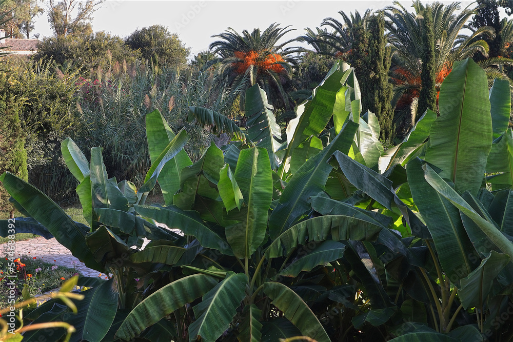 Fototapeta premium Bananenplantage, Bananen, Blätter, Nutzpflanze, Frucht
