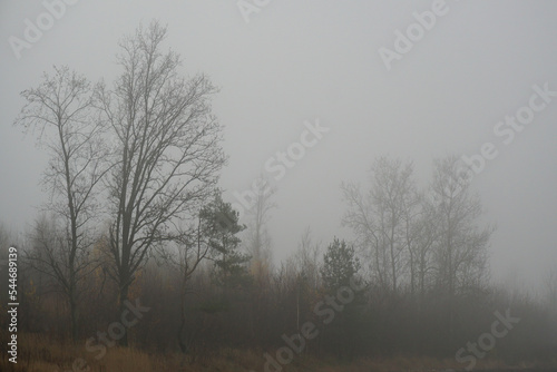 Morning fog. Late fall. November. At the edge of the forest. Landscape 