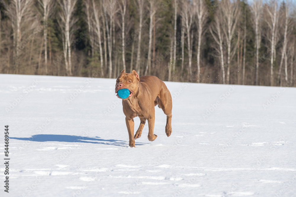 A beautiful purebred pit bull terrier is playing on a snowy field. A beautiful purebred pit bull terrier is playing on a snowy field.