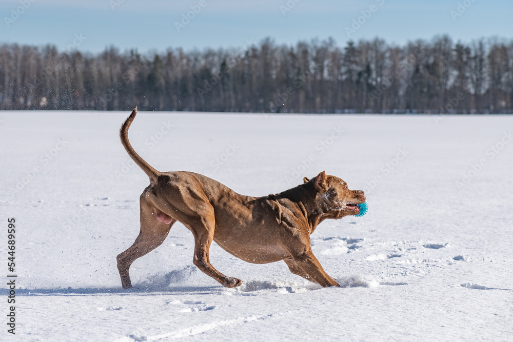 A beautiful purebred pit bull terrier is playing on a snowy field. A beautiful purebred pit bull terrier is playing on a snowy field.