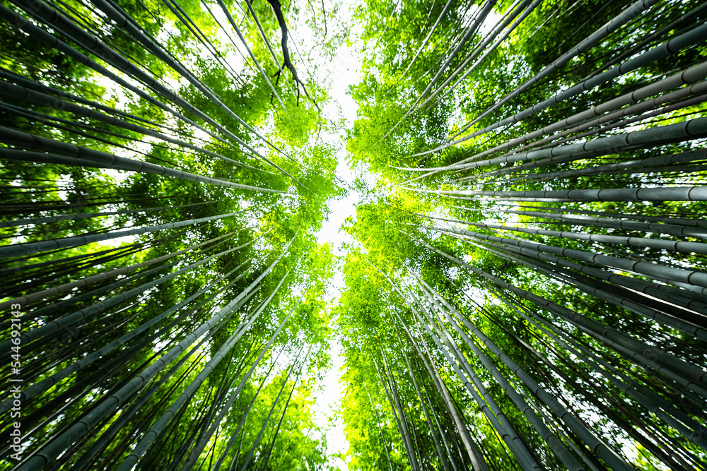 Kyoto, Japan canopy wide angle view looking up of Arashiyama bamboo forest park pattern of many plants on spring day with green foliage color Kyoto, Japan canopy wide angle view looking up of Arashiyama bamboo forest park pattern of many plants on spring day with green foliage color