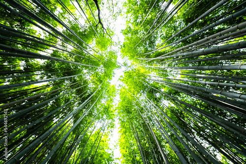 Kyoto  Japan canopy wide angle view looking up of Arashiyama bamboo forest park pattern of many plants on spring day with green foliage color