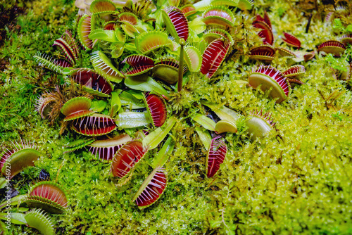 Valokuvatapetti Tropical forest with carnivorous plants