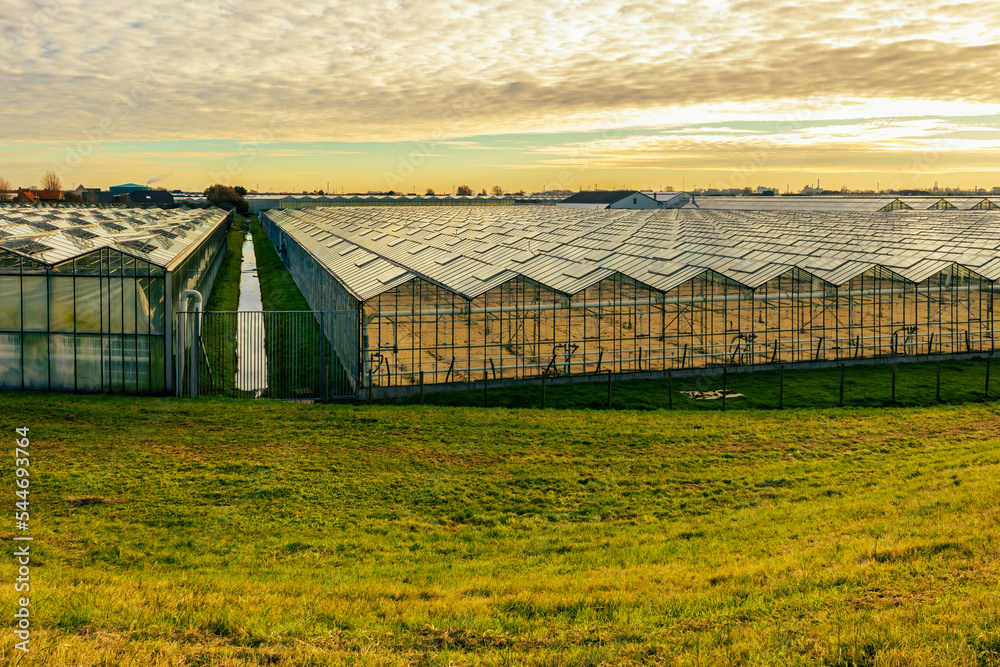 Horticulture greenhouses in sunset light, Westland, the Netherlands Horticulture greenhouses in sunset light, Westland, the Netherlands