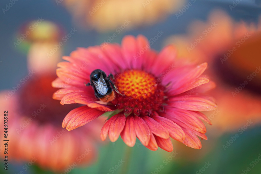 Close-up of Insect On red flower. Abstract blurred summer background, selective focus Close-up of Insect On red flower. Abstract blurred summer background, selective focus