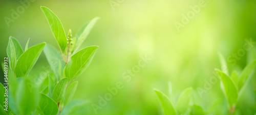 Closeup of beautiful nature view green leaf on blurred greenery background in garden with copy space using as background cover page concept.