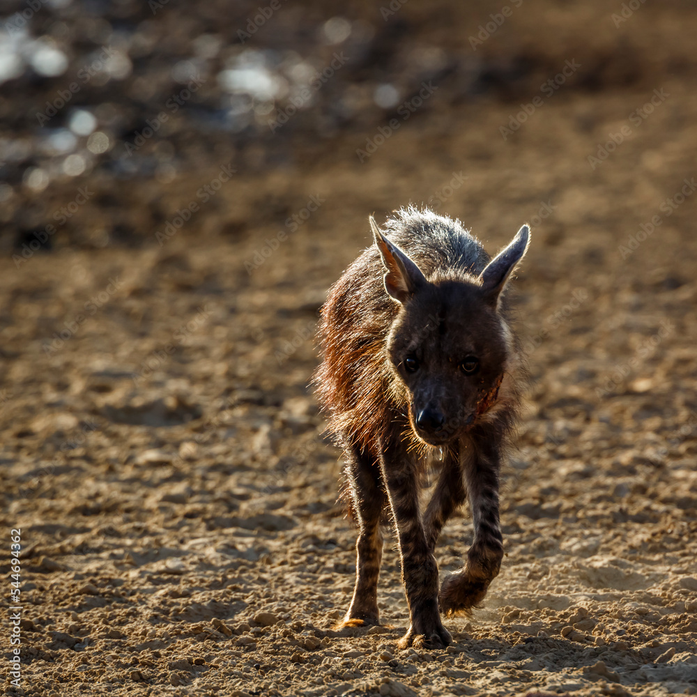 Fototapeta premium Brown hyena injured walking front view on dry land in Kgalagadi transfrontier park, South Africa; specie Parahyaena brunnea family of Hyaenidae