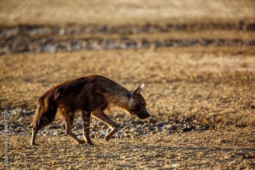 Brown hyena walking backlit in dry land in Kgalagadi transfrontier park, South Africa; specie Parahyaena brunnea family of Hyaenidae photo