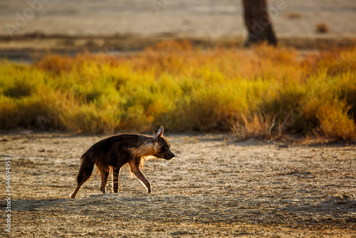 Brown hyena walking backlit in dry land in Kgalagadi transfrontier park, South Africa; specie Parahyaena brunnea family of Hyaenidae photo