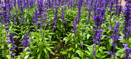 lavender fields flowers planted in garden