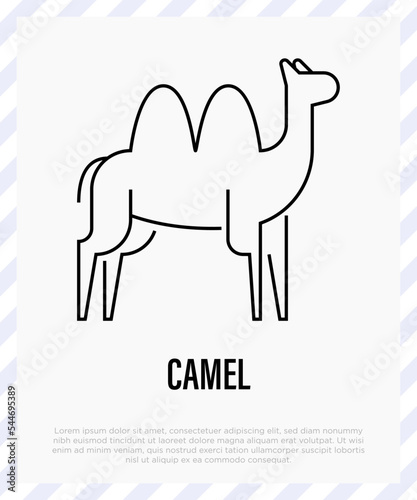 Camel thin line icon. Vector illustration.