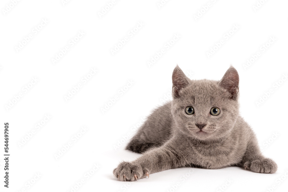 Sweet Blue Russian Kitten isolated on white Background