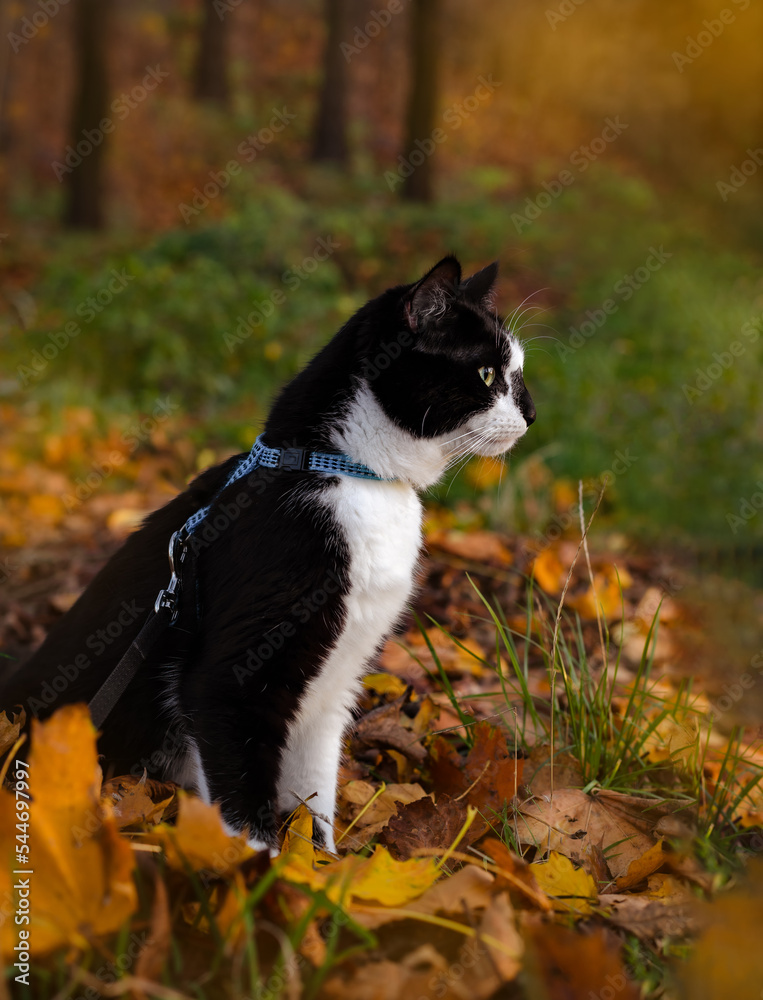 A black and white cat sits in an autumn park. autumn background