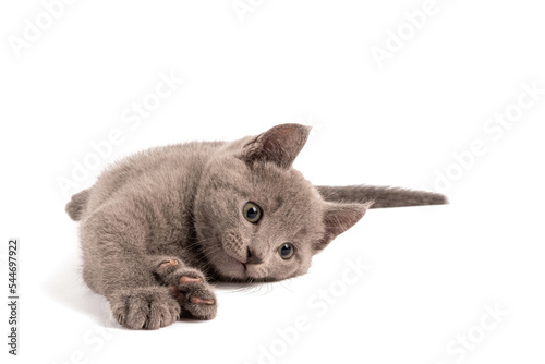 Playfull Blue Russian Kitten with White Background