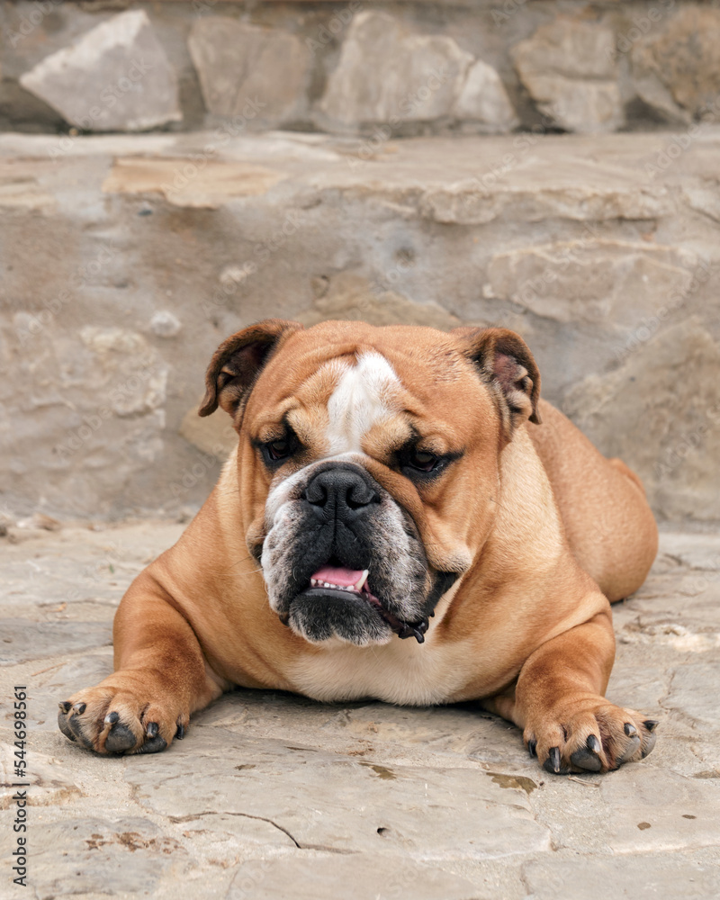 
Portrait of a bulldog breed dog