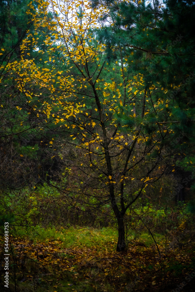 Autumn. Birches in a pine forest. Ukraine, Kharkiv region