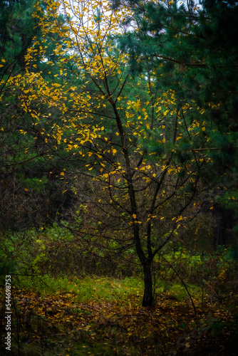 Autumn. Birches in a pine forest. Ukraine, Kharkiv region