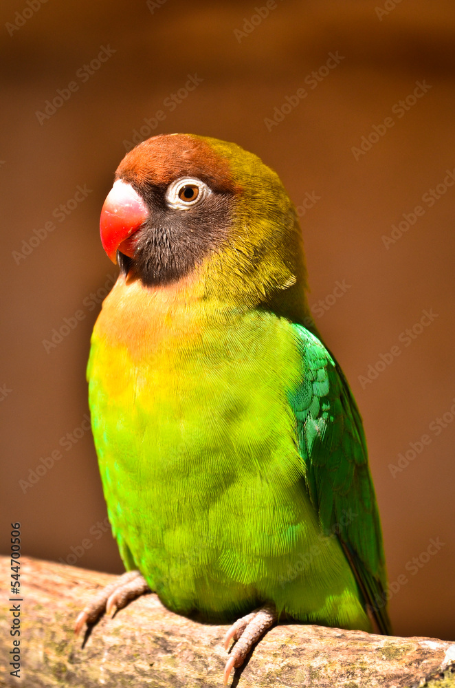 a beautiful coloured songbird, agapornis fischeri a beautiful coloured songbird, agapornis fischeri
