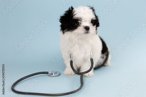 A lapdog puppy with a stethoscope on a blue background. A dog at a vet's appointment. The dog is a veterinarian. Banner.