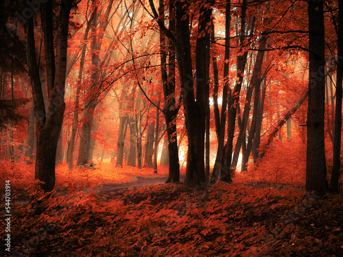 Magical forest with thick fog  colourful misty woods  beautiful autumn landscape.