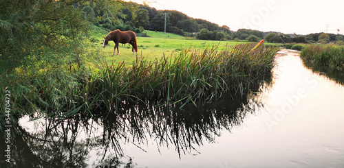 Horses grazing on a field next to a water stream