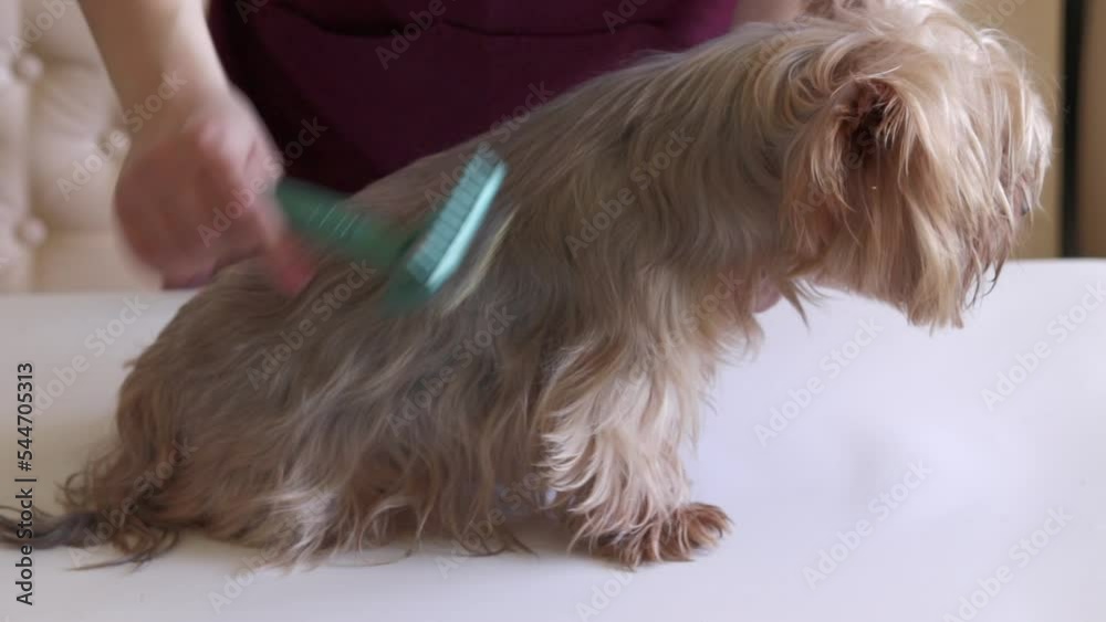 Grooming animals, grooming, drying and styling dogs, combing wool. Grooming master cuts and shaves, cares for a dog. Beautiful Yorkshire Terrier. Grooming animals, grooming, drying and styling dogs, combing wool. Grooming master cuts and shaves, cares for a dog. Beautiful Yorkshire Terrier.