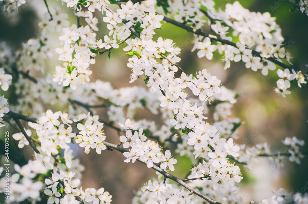 Plum spring flowers Plum spring flowers