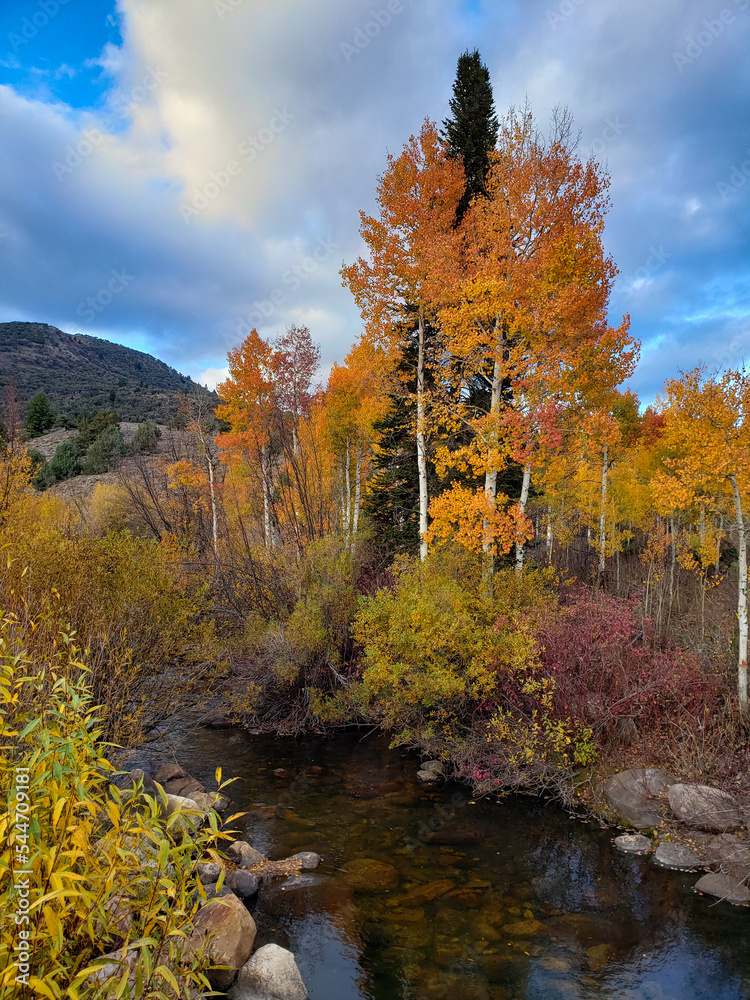 Fototapeta premium Autumn aspens by a clear stream