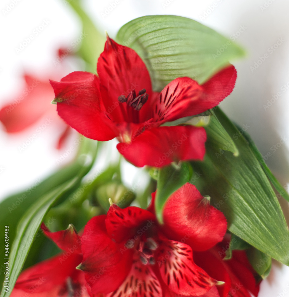 Macro of red flowers with green leaves on white background. Red and green bouquet. Soft focus of red flower with soft bokeh effect. Red flower bunch. Close up floral aesthetic. Natural texture. Macro of red flowers with green leaves on white background. Red and green bouquet. Soft focus of red flower with soft bokeh effect. Red flower bunch. Close up floral aesthetic. Natural texture.