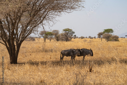 Wildebeests in Tanzania