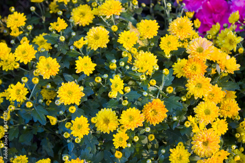 Close-up view of bouquet of beautiful yellow fresh flowers 