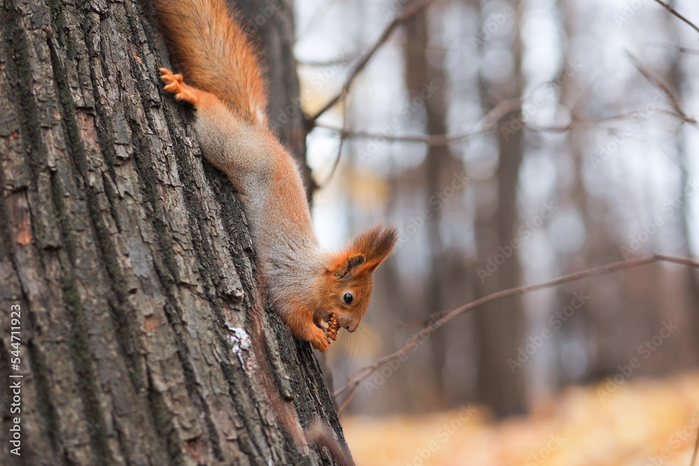 A red squirrel eats nuts on a tree. Portrait of a funny fluffy squirrel with funny fluffy ears hanging on a tree. Soft focus. A red squirrel eats nuts on a tree. Portrait of a funny fluffy squirrel with funny fluffy ears hanging on a tree. Soft focus.