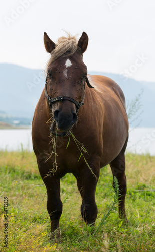 Draft (dray) horse, less often called a carthorse, workhorse. Pasture by a lake in the mountains of Bulgaria. © Piotr