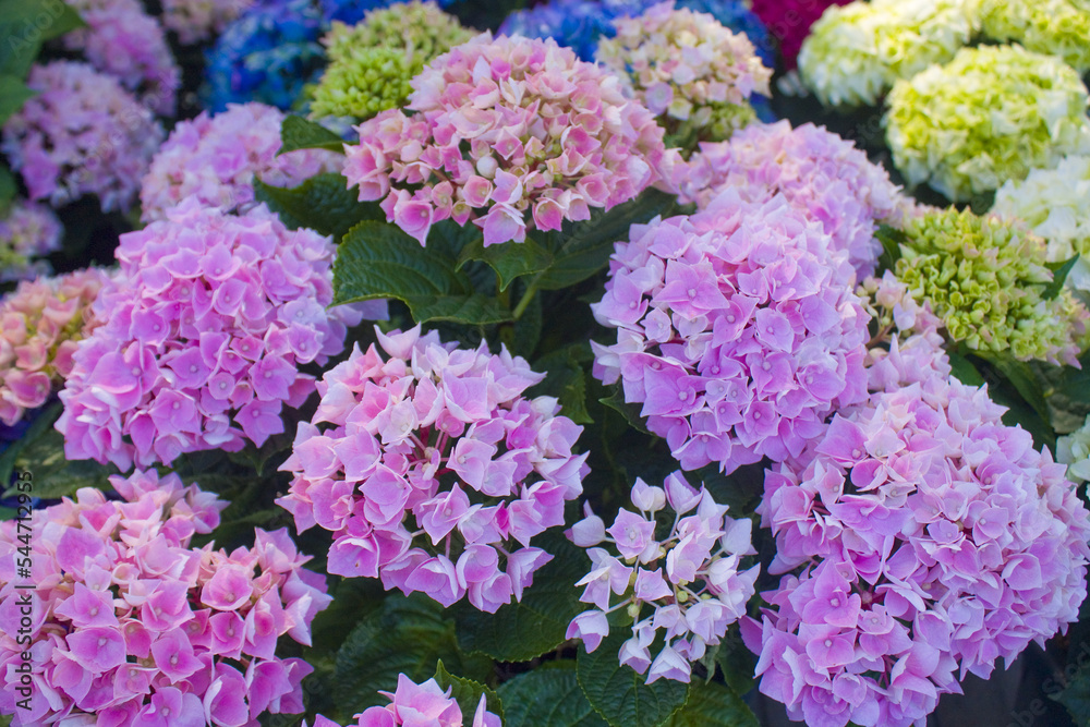 Close up view of pink hydrangea flower bloom
Close up view of pink hydrangea flower bloom