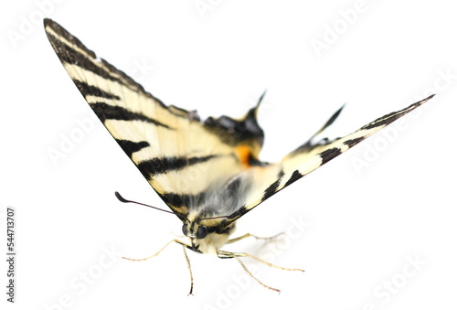 Scarce swallowtail butterfly 
(Iphiclides podalirius) isolated on white 