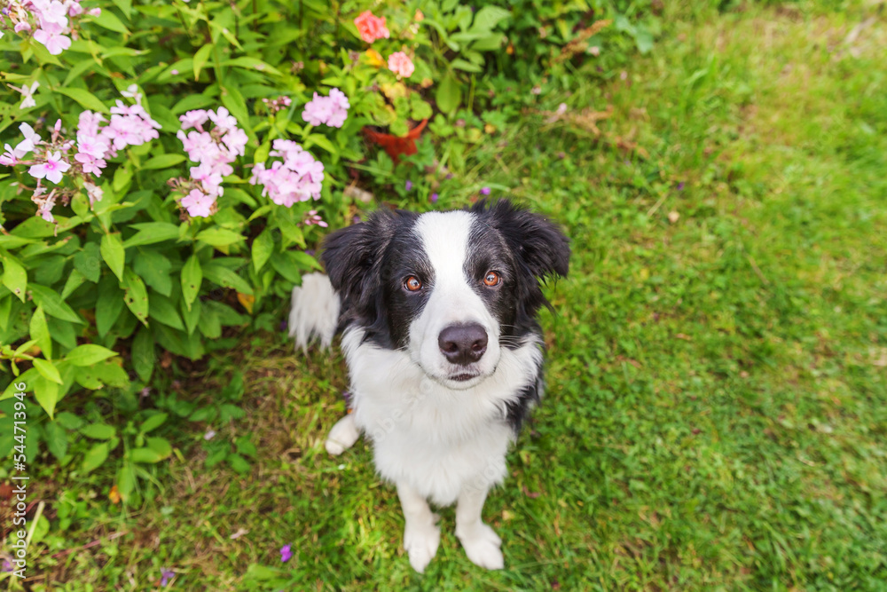 Outdoor portrait of cute smiling puppy border collie sitting on grass flower background. New lovely member of family little dog gazing and waiting for reward. Pet care and funny animals life concept