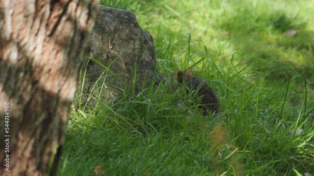 Rat Sneaking Around Looking for Food In Green Grass, Tracking Shot Rat Sneaking Around Looking for Food In Green Grass, Tracking Shot